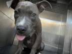Adopt SHERIKA a American Staffordshire Terrier, Mixed Breed