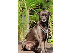 Adopt BeBe a Feist, Labrador Retriever