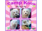 Adopt Camp Katy a Bichon Frise