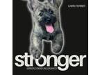 Adopt Stronger a Cairn Terrier