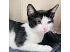 Adopt Kool Aid a Domestic Short Hair