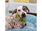 Adopt Sophia a Pointer