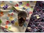Adopt Bella Squeakers a Rat
