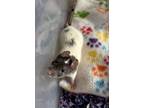 Adopt Henrietta a Rat