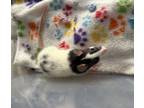Adopt Clarabelle a Rat
