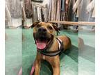 Black Mouth Cur Mix DOG FOR ADOPTION RGADN-1126715 - Mopar - Black Mouth Cur /