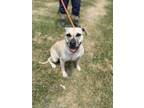 Adopt Nesme (Nala) a Black Mouth Cur, Labrador Retriever