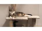 Adopt AC Hana ( 807 S Broad #82) a Domestic Short Hair, Tabby
