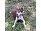 Adopt Georgia Belle a Australian Kelpie