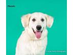 Adopt Phoenix a Great Pyrenees