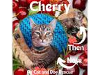 Adopt Cherry a Domestic Medium Hair