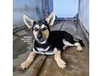 Adopt Broccolini a German Shepherd Dog