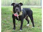 Adopt KiKi - Adoptable a Affenpinscher, Mixed Breed