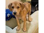 Adopt NY Paisley (Foster in Brewster) a Catahoula Leopard Dog