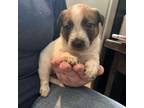 Adopt NY Namira (Foster in Stormville) a Cattle Dog, Beagle