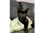 Adopt Cat in the Hat a Bombay, Domestic Short Hair