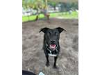 Adopt Katara a Labrador Retriever, Mixed Breed