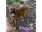 Adopt Pharm a Black Mouth Cur, Boxer