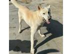 Adopt Blizzard a Husky