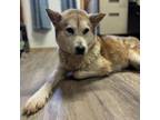 Adopt Mina a Husky