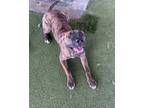 Adopt Daisy #sniff-you-out a Plott Hound