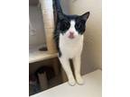 Adopt Miso a Domestic Short Hair