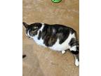 Adopt Jessica a Domestic Short Hair