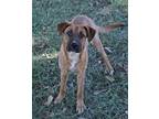 Adopt Winnie a Black Mouth Cur