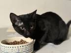 Adopt Kaia a Domestic Long Hair