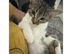 Adopt Marina a Domestic Long Hair