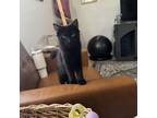Adopt Mira a Domestic Long Hair