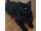 Adopt Queenie a Domestic Medium Hair
