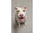 Adopt GUPPY a Pit Bull Terrier, Mixed Breed