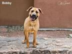 Adopt BOBBY a Mixed Breed