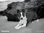 Adopt VALENTINO a Mixed Breed