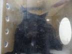 Adopt SPARKY a Domestic Short Hair