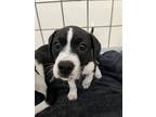 Adopt ROLO a Pointer, Mixed Breed