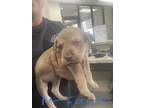 Adopt BUSTER BROWN a Shar-Pei