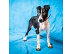 Adopt CREAM a Parson Russell Terrier, Mixed Breed
