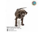Adopt ZANE a Pit Bull Terrier, Mixed Breed