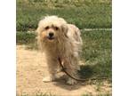 Adopt Victor (WM 15) a Terrier