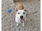 Adopt CAZZAROLE a Australian Cattle Dog / Blue Heeler, Mixed Breed