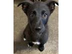 Adopt A690864 a German Shepherd Dog
