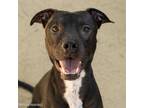 Adopt SMOKEY a Pit Bull Terrier, Labrador Retriever