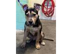 Adopt ATLAS a German Shepherd Dog, Pit Bull Terrier