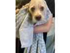 Adopt WINTER a Parson Russell Terrier