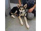 Adopt FUN GUY a German Shepherd Dog