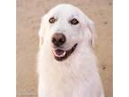 Adopt CASPER a Great Pyrenees