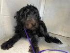 Adopt JACK a Poodle