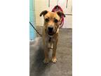 Adopt A691068 a Pit Bull Terrier, Mixed Breed